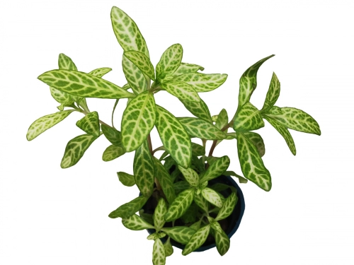 Indischer Sonnen-Wasserfreund - Hygrophila polysperma 'Sunset'